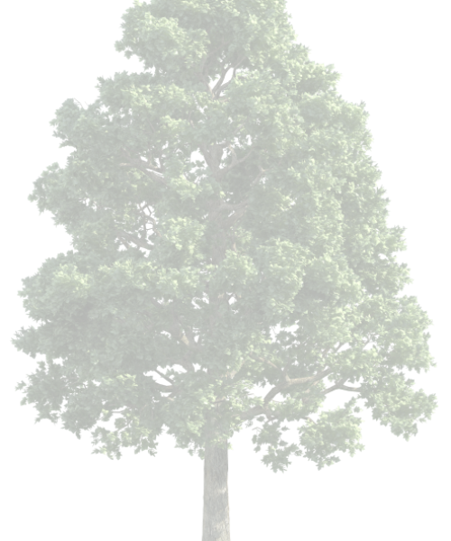 right-tree1
